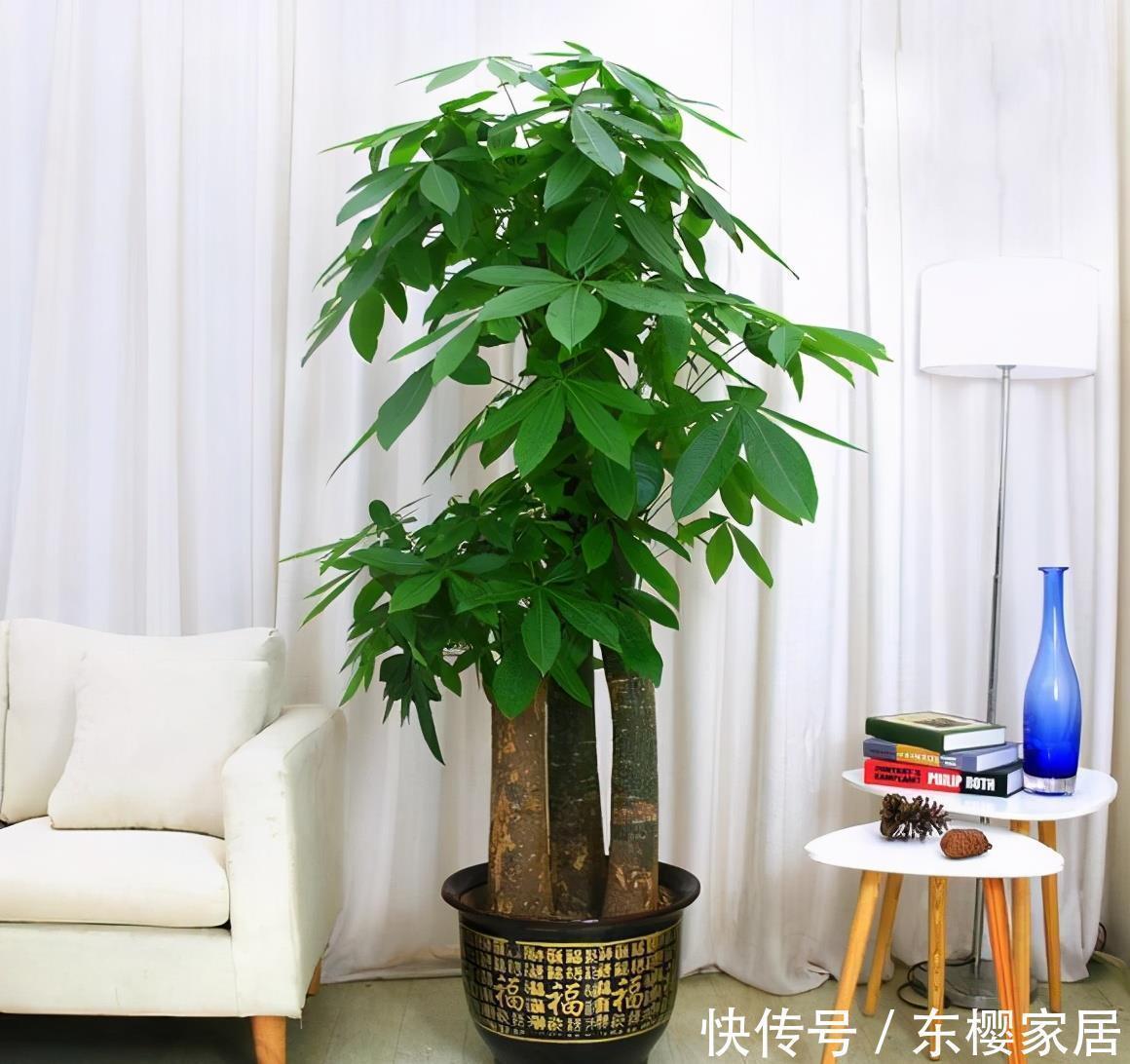 松叶牡丹|一种“泼辣花”,给点太阳就开花,一团杂草,开满“牡丹芍药”