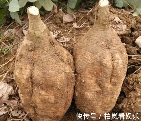 雌激素|别太节俭了，女性补充雌激素多吃4种食物，效果完胜护肤品