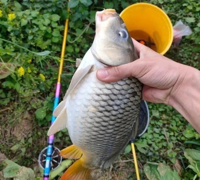 钓鱼|野钓“必选钓位”教学,用盘车鱼竿钓鱼,学会就能钓获野生大鲤鱼