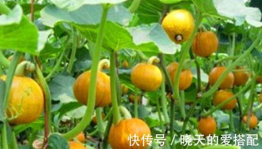 强壮|想长寿先养肝,常吃3物,促进排毒,滋润肌肤,身体更强壮