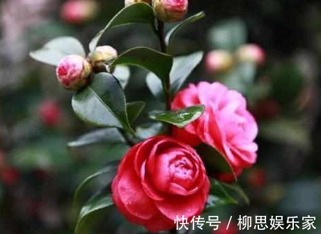 生长发育|茶树只长叶子却不开花,学会这些方法,茶花爆满枝头