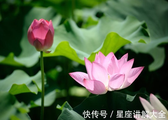 桃花|8月下旬，喜鹊登门报喜，4属相贵人相助，财源广进，日子兴旺