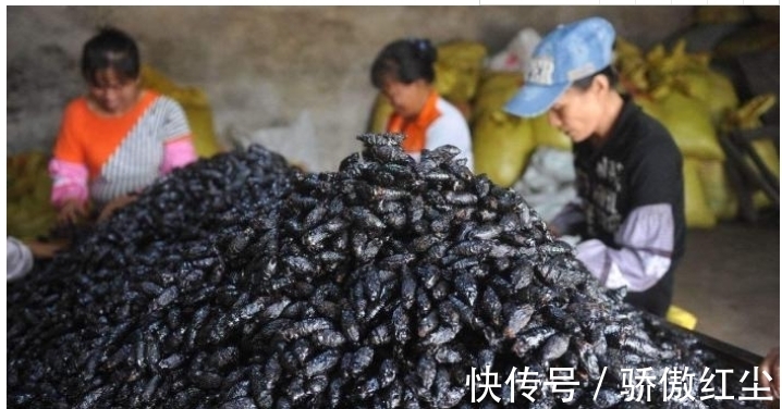 零食|央视多次曝光的一级致癌水果, 为什么还有人继续当零食吃
