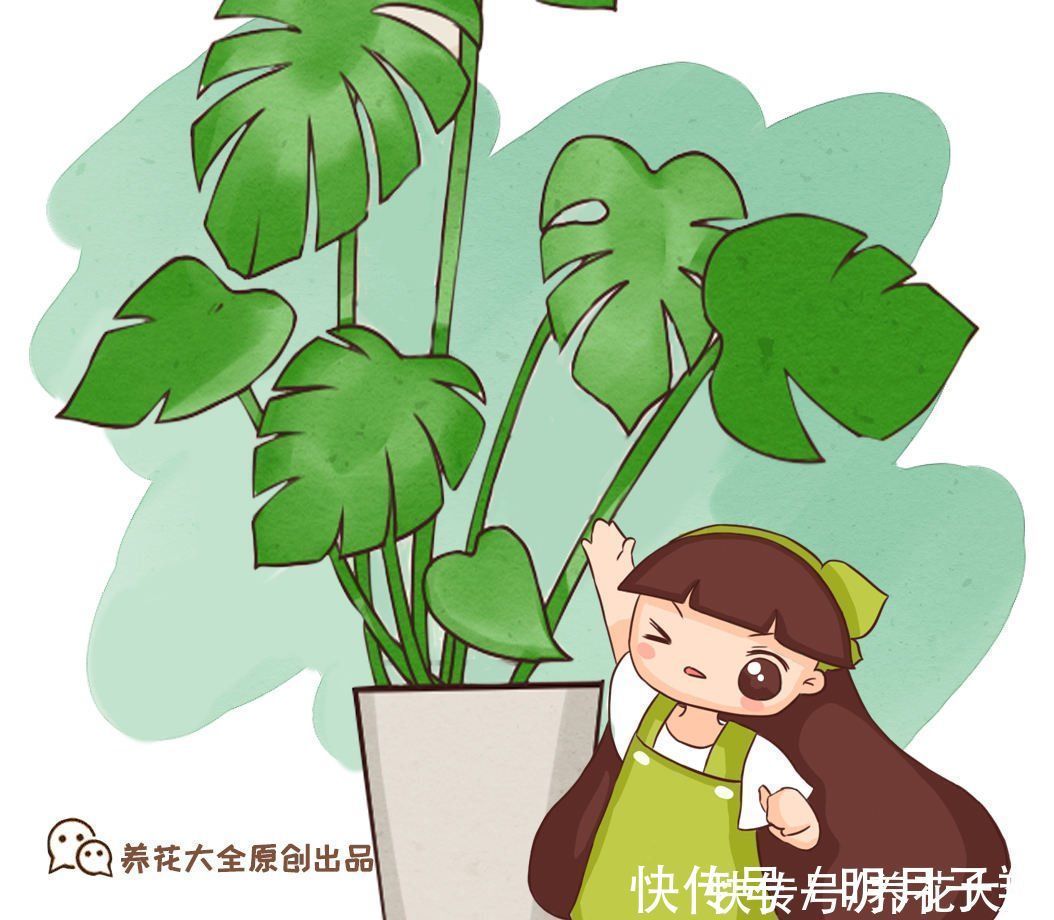 植物|客厅光照差，就养耐阴花卉，颜值高还好养