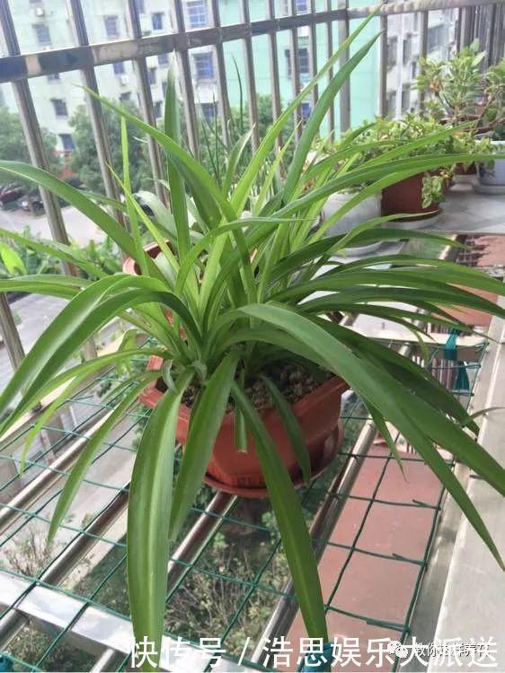 花友|用好3招,吊兰马上抽条长新叶,还呼呼开花!