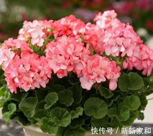 洋桔梗花|4种福运花，好养开花漂亮，一开就是300天，你养了吗