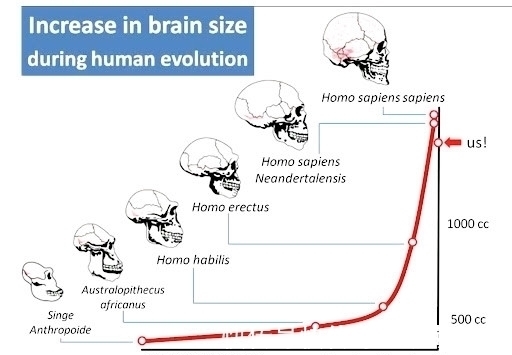 进化|为何动物的生产那么轻松,而人类分娩却疼得撕心裂肺?