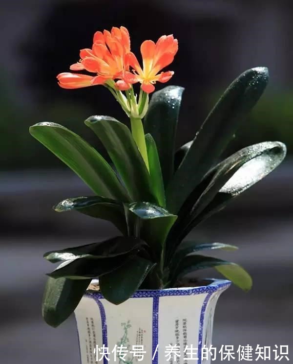 君子兰为什么“不能不”晒太阳老花友告诉你答案!