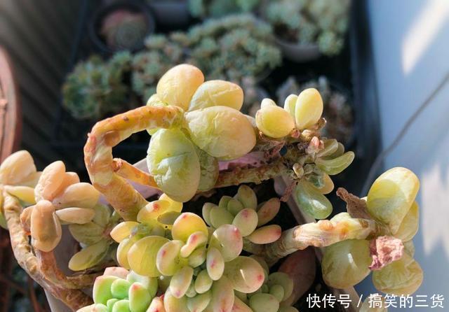 徒长|冬天养多肉,最怕3种水,一定要管住手,太勤快肉肉死的越快