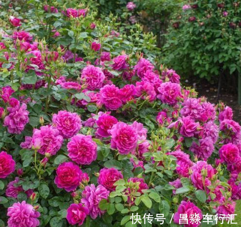 喜欢玫瑰,不如养“珍稀品种”安妮公主,花团锦簇,芳姿耀眼