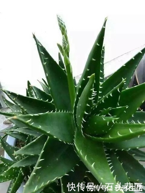 搬新家之前,一定要养“这6种花”,除“甲醛”效果好