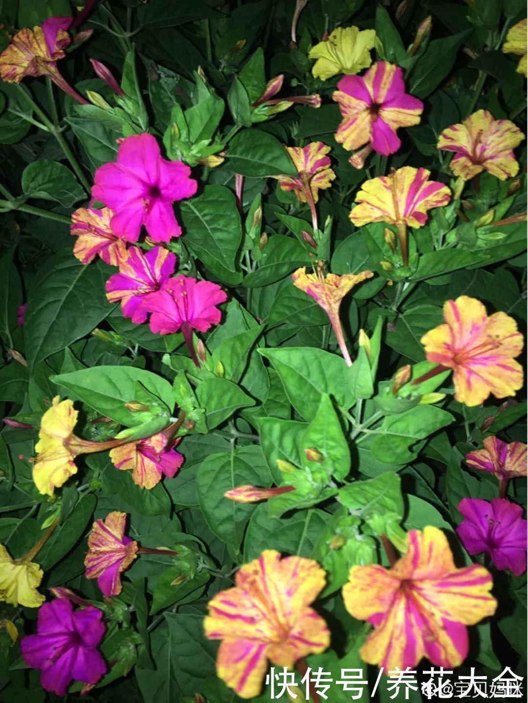 紫茉莉|不能小看入侵植物，看到后要立马拔掉，留着就是祸害