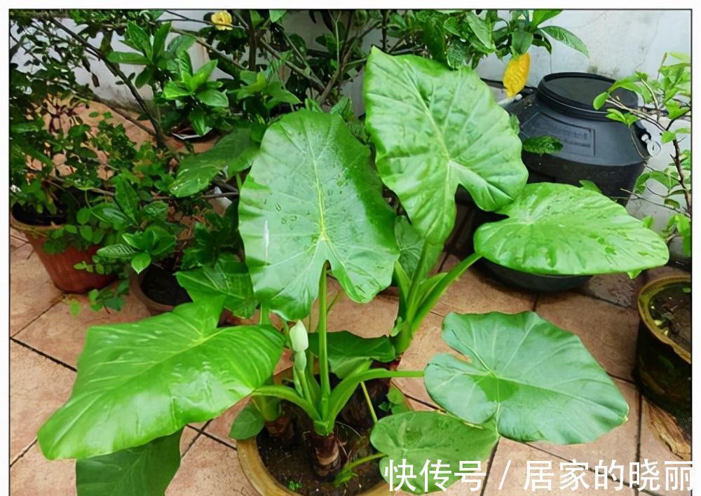 越漂亮的花越“有毒”！快来认识这12种大毒花，涨“知识”不吃亏