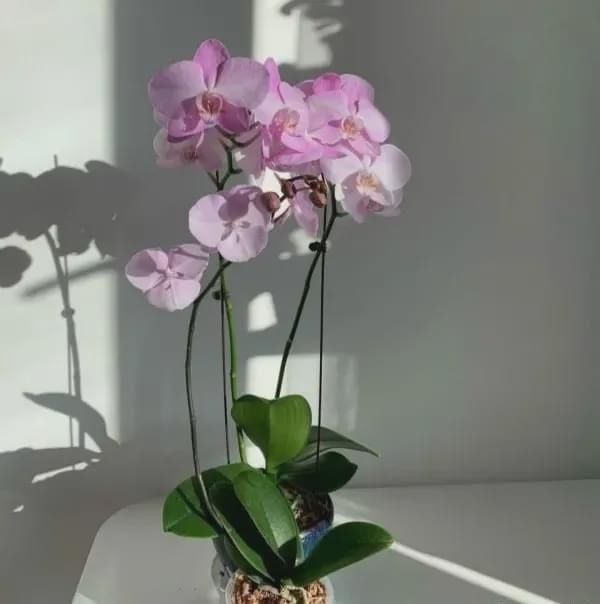 有暖气的地方，我建议你在室内养这6种花，整个冬季天天有花赏