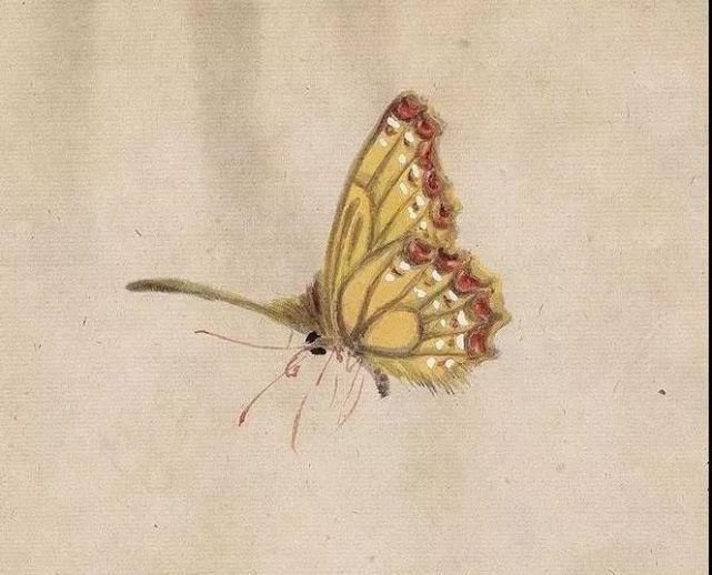 俞致贞|收藏!国画蝴蝶纸上来感觉蝴蝶在动,太逼真了!