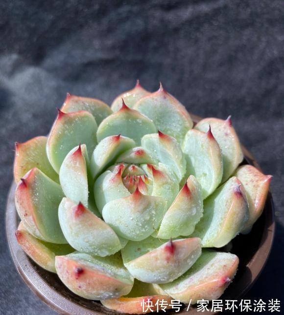 花土|多肉植物用施肥吗?秋天撒点缓释肥,有了肥料,多肉长得快