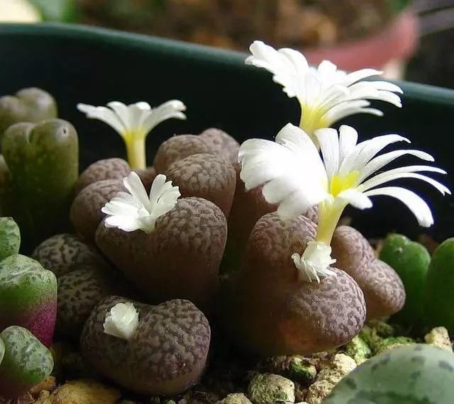  娇艳|石生花，绝美娇艳！