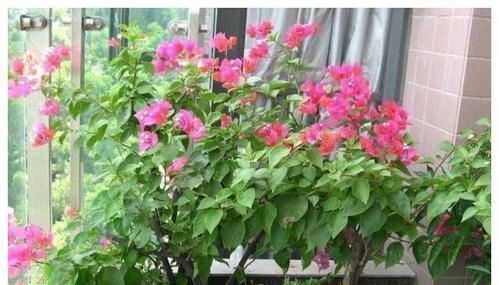 茉莉酸|养花也要用点药,每次只需1粒,不黄叶,不烂根,新叶蹭蹭长