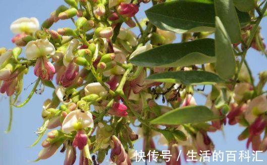 珊瑚藤珊瑚藤|8月20日-9月4日，庭院选这几款花，阳台开出花海，满屋子飘香