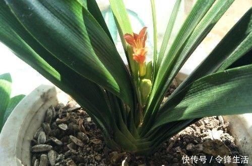 老太太|“懒养”君子兰，一年不施肥，叶片油亮，花朵娇艳，花开四季不断