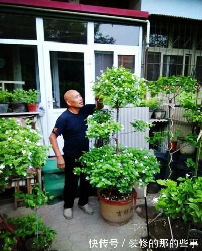 僵蕾|遇到茉莉枯枝黄叶,光开花不长叶等问题,教你怎么妙手回春