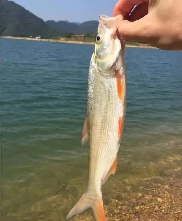 浮漂|初冬野钓，简单几招，搭配一副大小通杀，漂相清晰的完美线组！