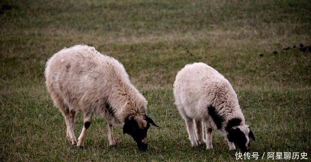 享受|唐人为何大费周章地去烹调一只羊为了“牌面”，还是为了享受