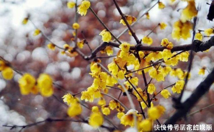 花色|4种花超优秀的,四季都开花,花朵漂亮,养护简单