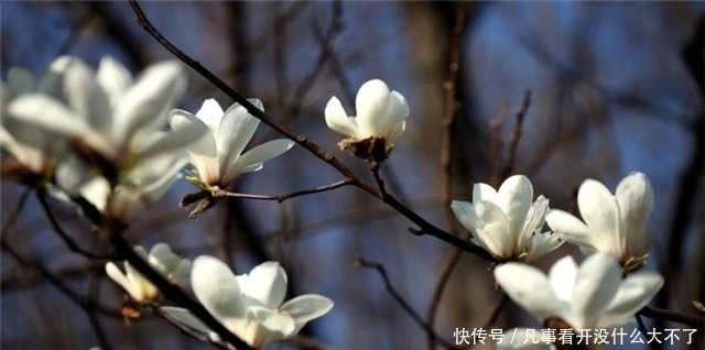 木兰|早春辛夷花六首:空庭向晚春微雨,红胭脂染小莲花