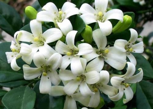 再贵也要养一盆，花开220天，温度越高它越香，懒人都爱了