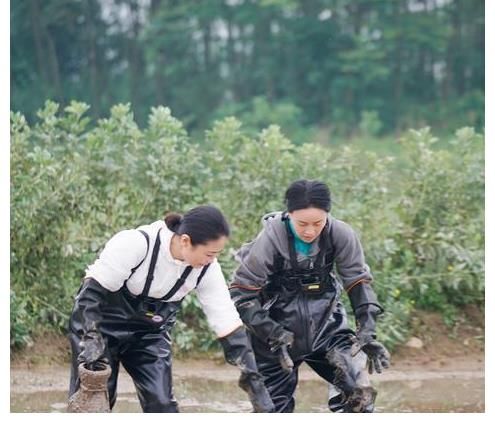 两档节目|同样是那英，为啥在两档节目里得到的口碑完全不同？