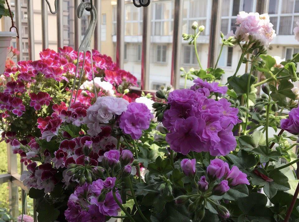 秋季|立秋后养花，该掌握住哪些技巧？明确这些，植物长势更旺