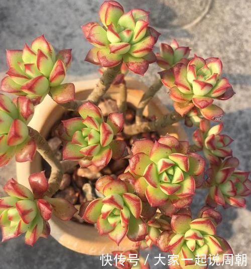 色贼|砰砰疯长的多肉植物,该如何养出好状态用它补水上色贼快