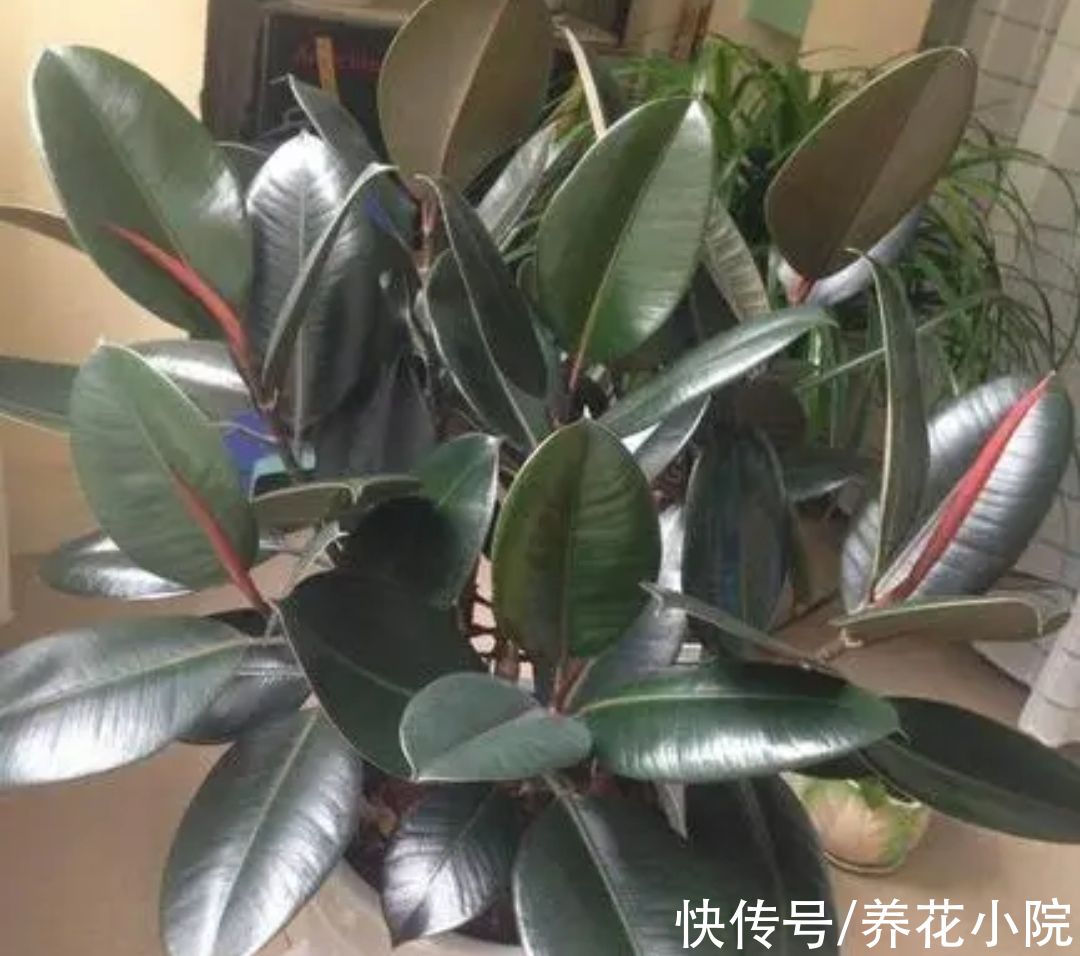 橡皮树不长新叶,4个方面没有做好,改正后长得枝叶繁茂