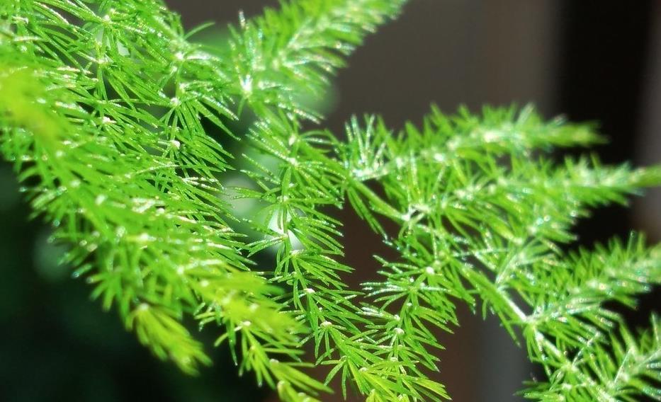 土壤|文竹这样养,人人见了问怎么养的,今天就告诉你