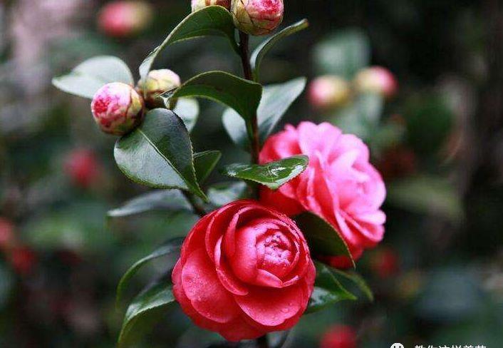 厨房这3样“小东西”,养花比肥好使,养啥爆啥!