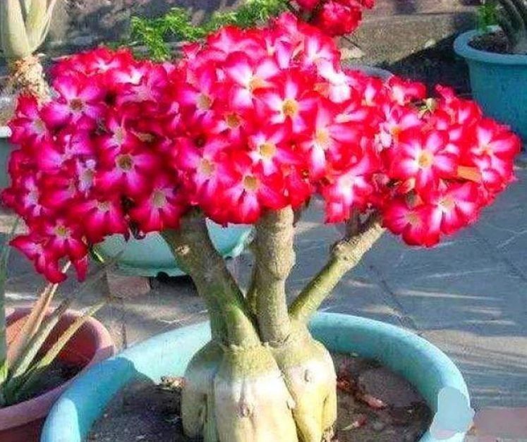 超爱开花的几种花卉,365天开花不断,花色艳丽灿烂无双