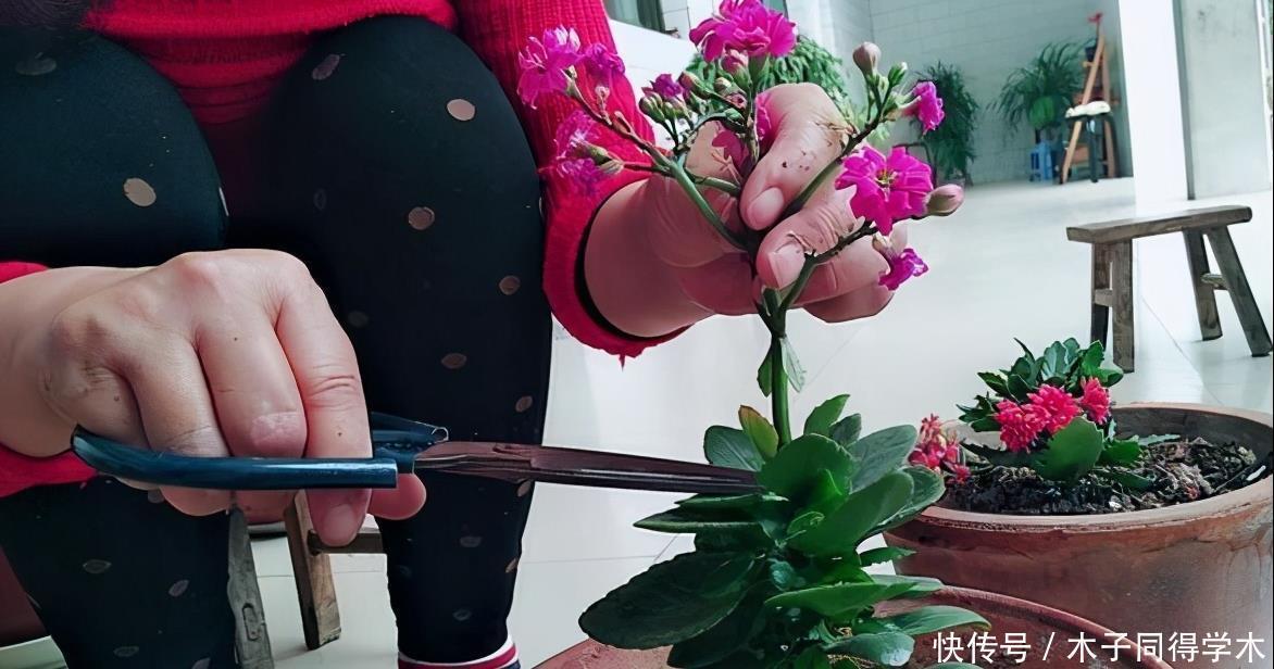 长寿花老不活?5个要点做到,“百分百”成活,长满一阳台花骨朵