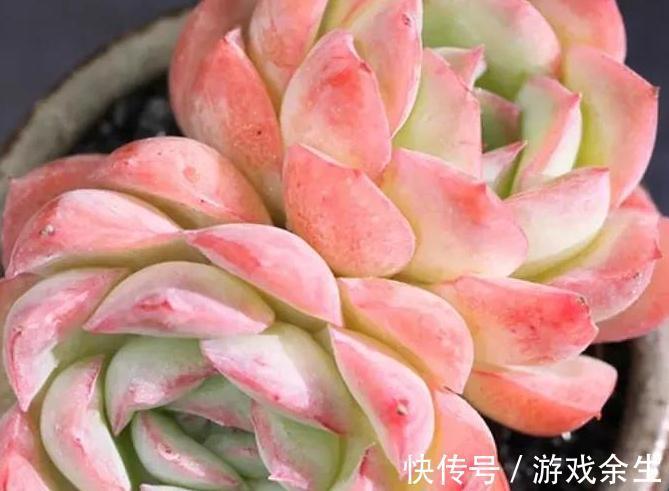 多肉莎莎女王,女雏和劳尔,好养殖易度夏,秋冬出状态粉嘟嘟的