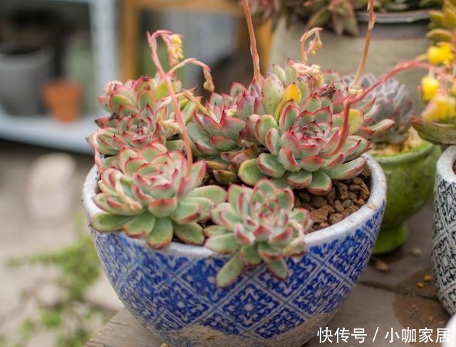 天冷温差大,多肉花月夜叶缘为什么不红?掌握3个方法叶边红起来