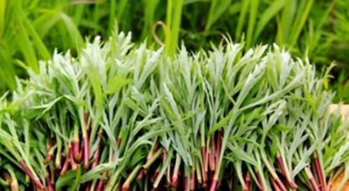 茉莉玫瑰粥|每天晚上坚持吃3种食物,补充营养、淡化皱纹,爱吃就赚了!