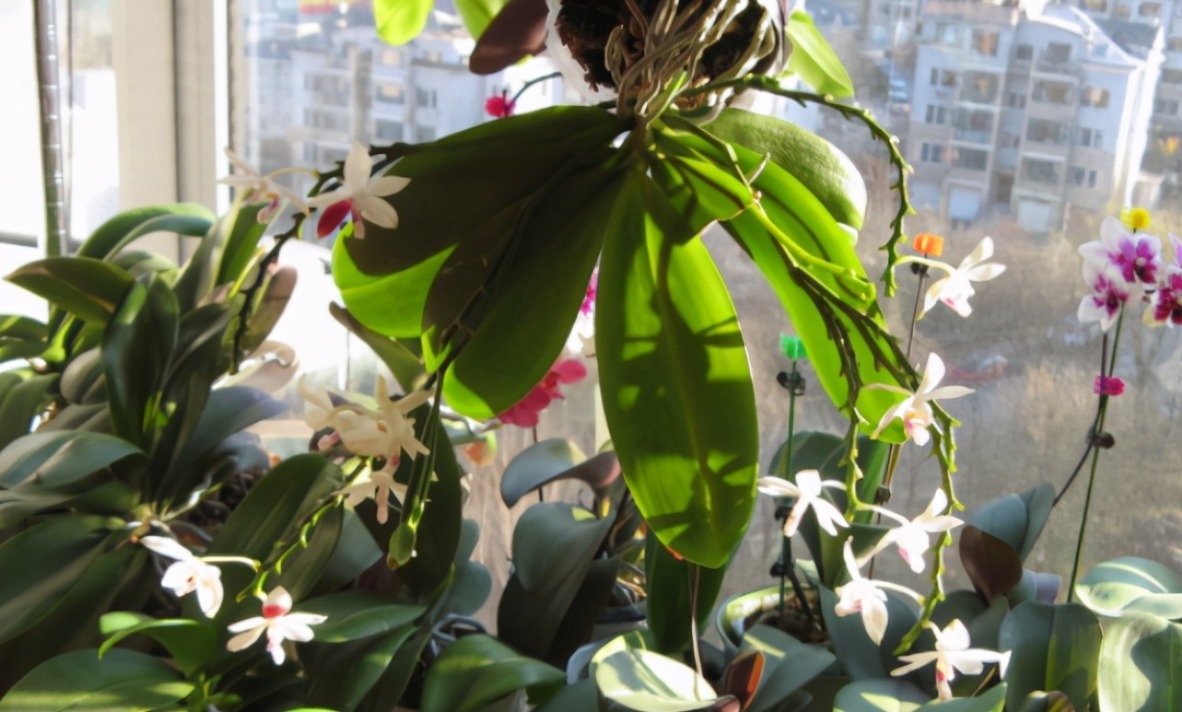 家养“6种花”，抓紧搬进屋，可保证后期生长顺利，芳香四溢