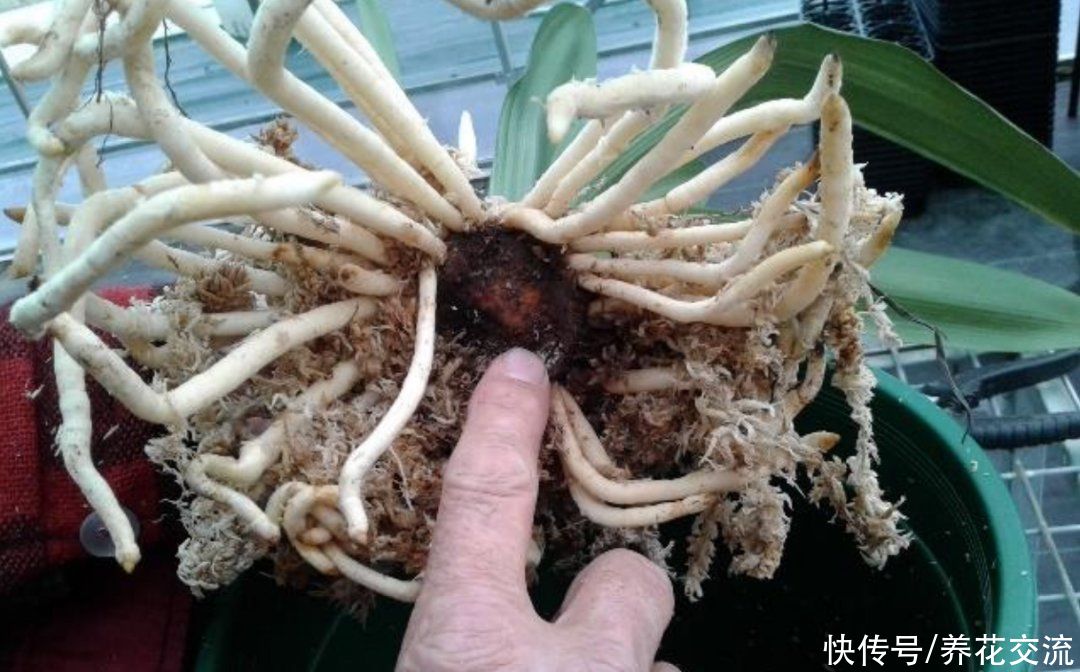 用水苔养花的6大好处，烂根植物轻松救活，枯萎的多肉能重新生根