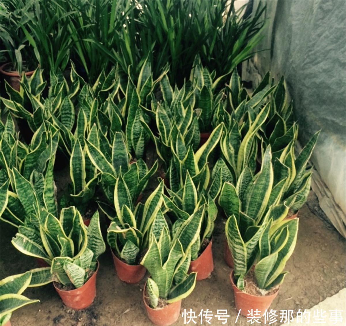 虎皮兰|虎皮兰长得慢?教你3个“基本功”,叶片厚,长得快,新芽多