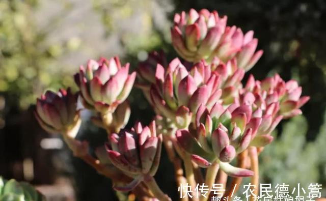 新手选这些“普货”多肉来养，好养又省心，养出状态来也很漂亮