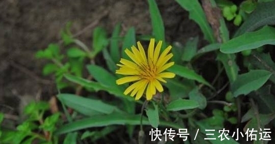野草|农村一种野草,农民都称为假蒲公英,原来药用价值这么大