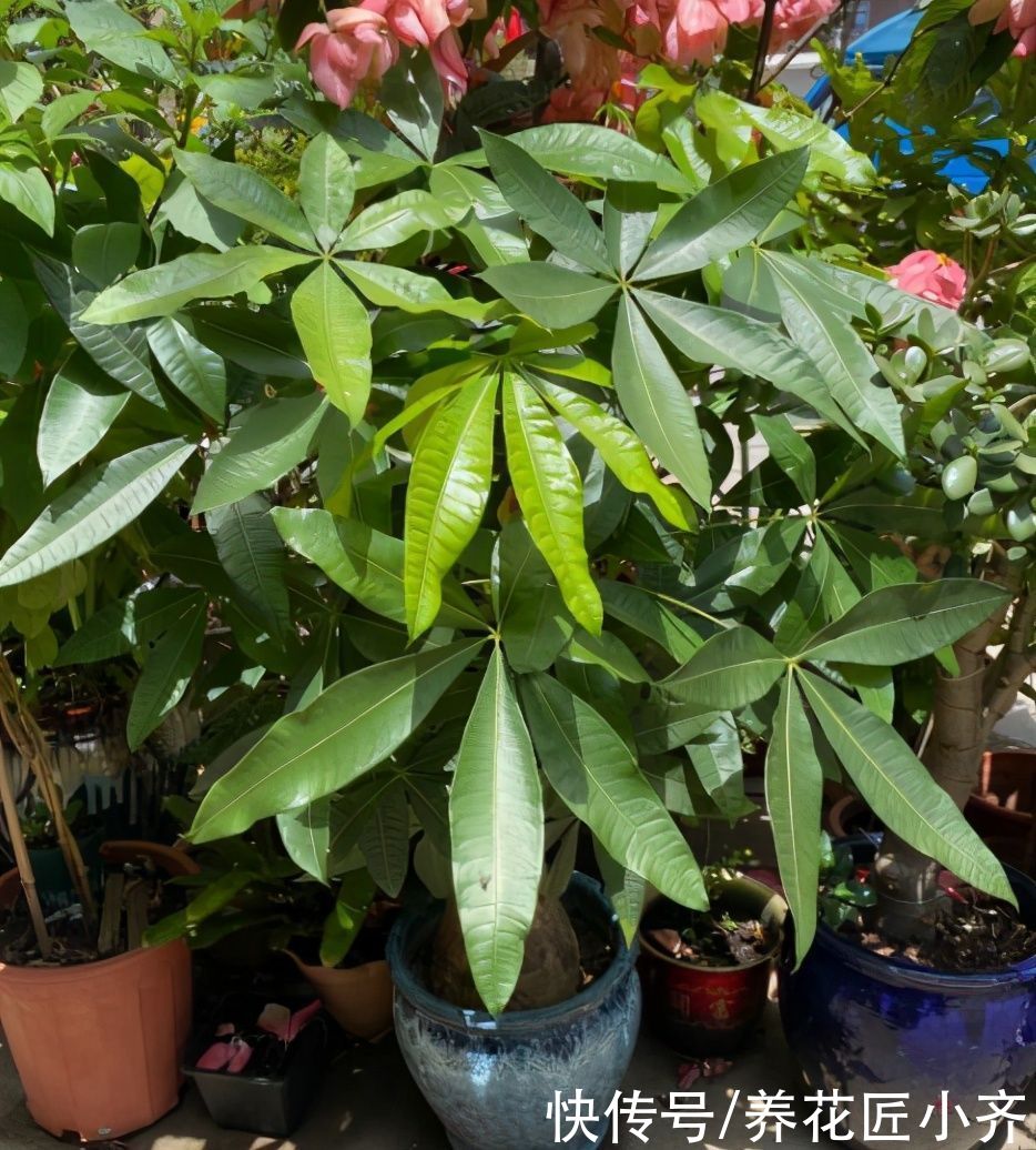 花盆|家庭养殖发财树有“三忌”，花友们一定要记住，这样才能不烂根