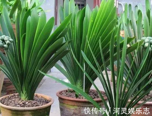 花盆|家家都有的4种“生活垃圾”,不发酵垫盆底,都是养花“万能肥”