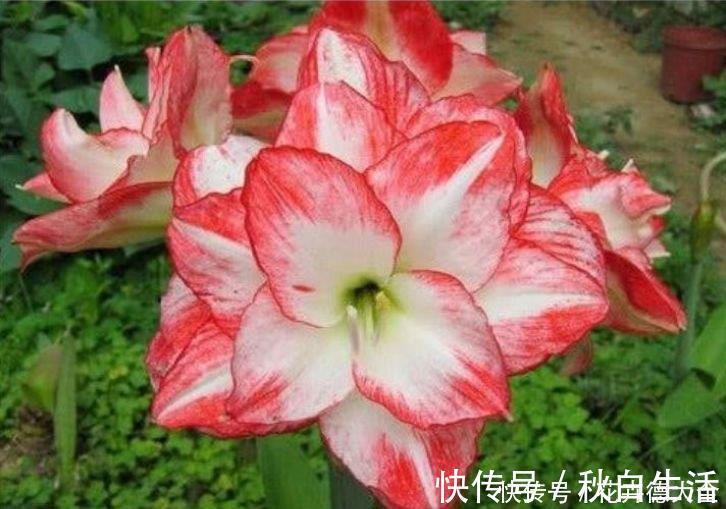 洋朱顶红|4种花现在养刚刚好,夏天开花很漂亮,日子越过越红火