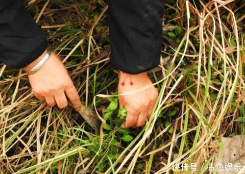 中年|农地里被忽视的这种野菜，或是高血压“克星”，建议：不妨多吃点